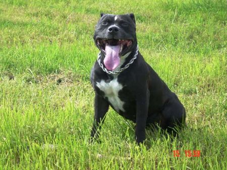 Staffordshire Bullterrier Man Papa heut ist es zu warm zum Stöckchen holen!