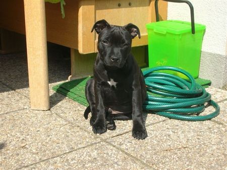 Staffordshire Bullterrier Rooney