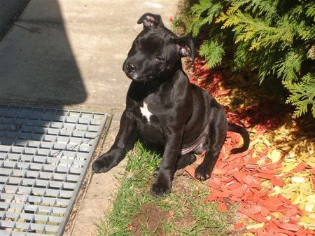 Staffordshire Bullterrier Rooney