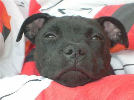 Staffordshire Bullterrier Rooney