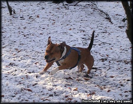 Staffordshire Bullterrier Der ertse Schnee 2004 in SH