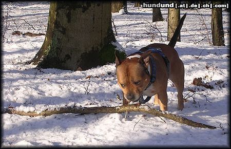 Staffordshire Bullterrier Der ertse Schnee 2004 in SH