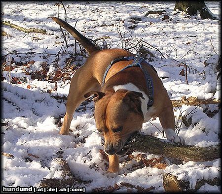 Staffordshire Bullterrier Mein Stöckchen