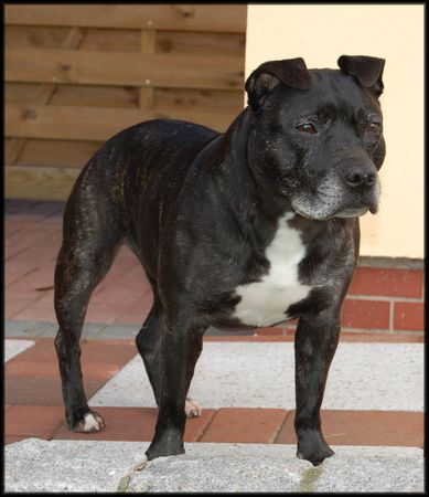 Staffordshire Bullterrier Dark Lady Brenda