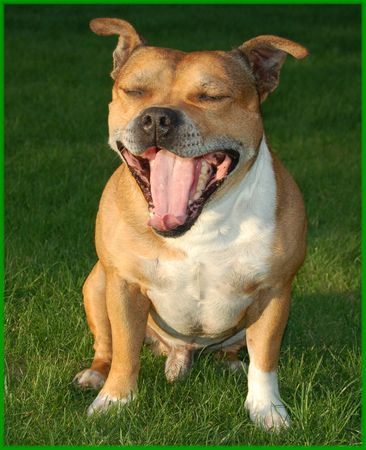 Staffordshire Bullterrier Müder Macho