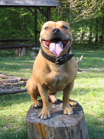 Staffordshire Bullterrier Gio