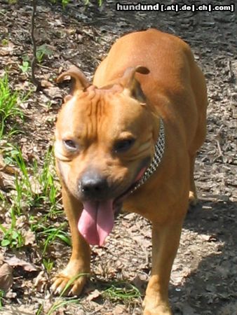 Staffordshire Bullterrier Gio