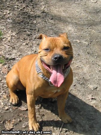 Staffordshire Bullterrier Gio