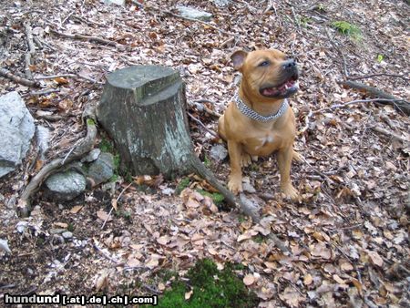 Staffordshire Bullterrier Gio