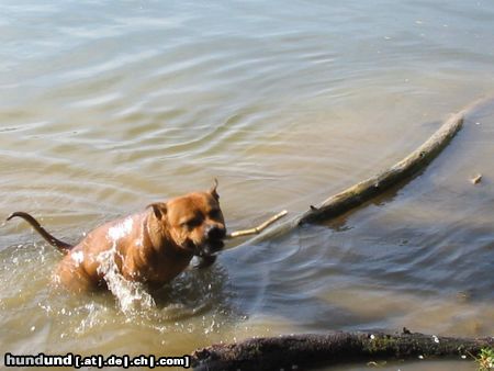 Staffordshire Bullterrier Gio