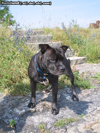 Staffordshire Bullterrier Kira (Cheerstaff Timpani)