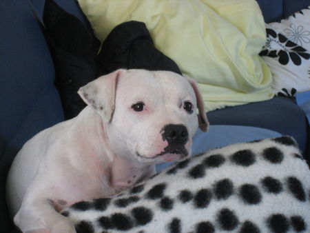 Staffordshire Bullterrier Netty Betty