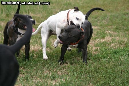 Staffordshire Bullterrier Spiel mit mir