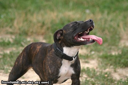 Staffordshire Bullterrier ich bin so schön