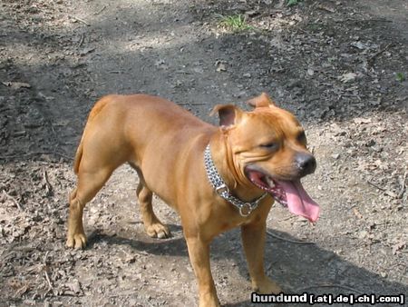 Staffordshire Bullterrier