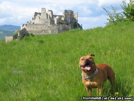 Staffordshire Bullterrier Gio