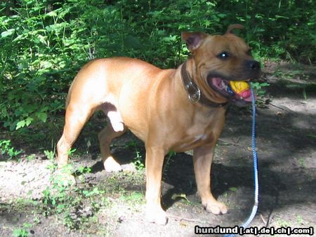 Staffordshire Bullterrier Gio