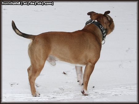 Staffordshire Bullterrier Macho