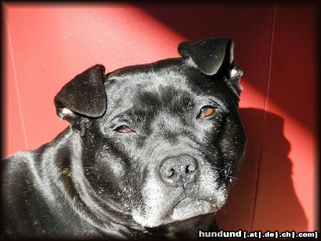 Staffordshire Bullterrier Brenda geniest die ersten Sonnenstrahlen