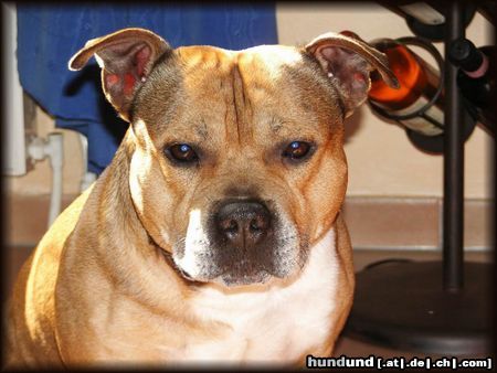 Staffordshire Bullterrier Macho des Tages