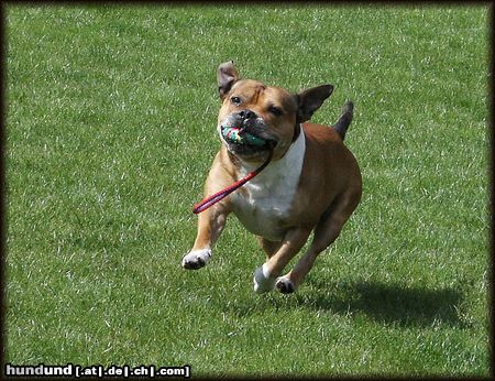 Staffordshire Bullterrier Macho mit Ball