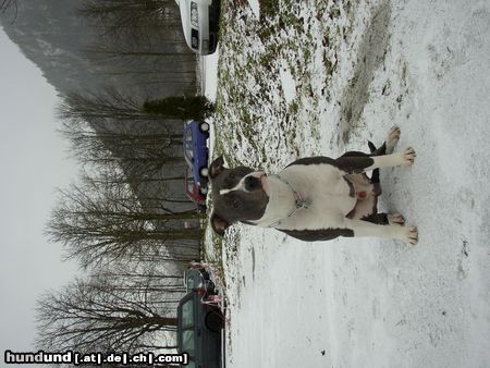 Staffordshire Bullterrier Attila