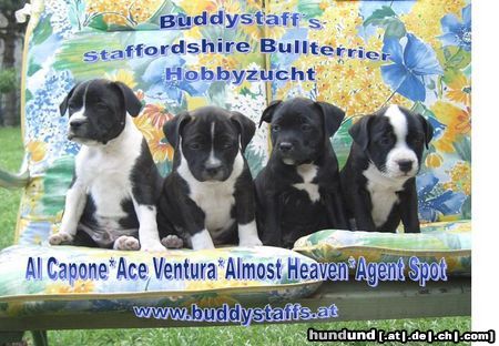 Staffordshire Bullterrier Unsere Welpen 7 Wochen alt