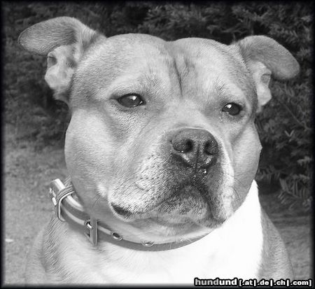 Staffordshire Bullterrier Staffbull Macho