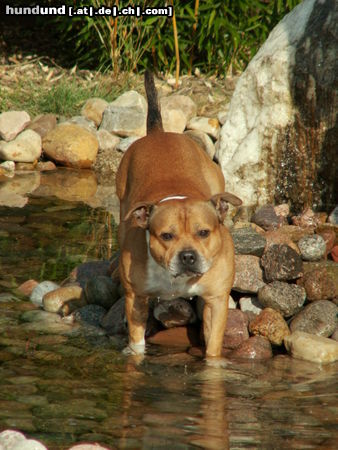 Staffordshire Bullterrier Macho im Gartenbrunnen