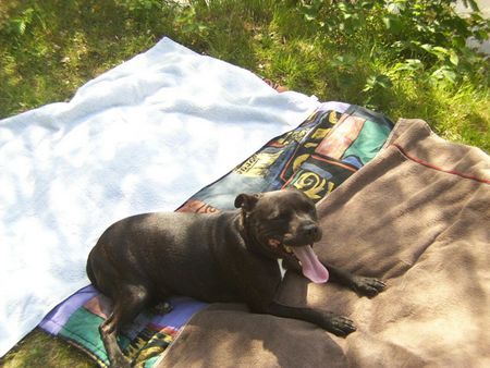 Staffordshire Bullterrier Dariah im Urlaub