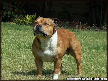 Staffordshire Bullterrier The Show