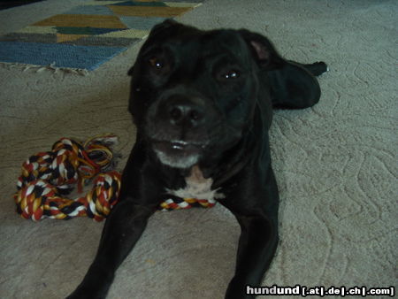 Staffordshire Bullterrier *grins*