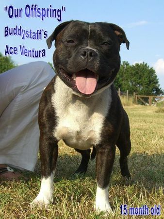 Staffordshire Bullterrier Snoobs