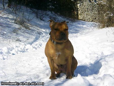 Staffordshire Bullterrier Gio