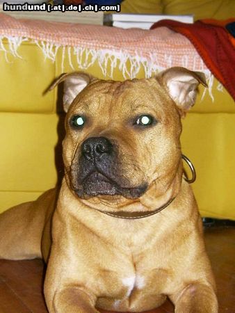 Staffordshire Bullterrier Gio