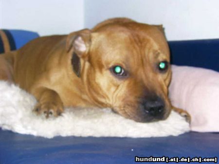 Staffordshire Bullterrier Gio