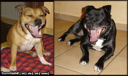 Staffordshire Bullterrier Wir sind müde