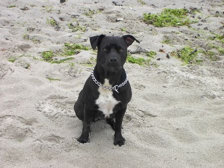 Staffordshire Bullterrier Sidney, die Strandaufsicht