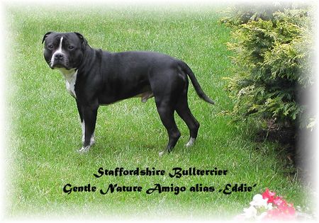 Staffordshire Bullterrier