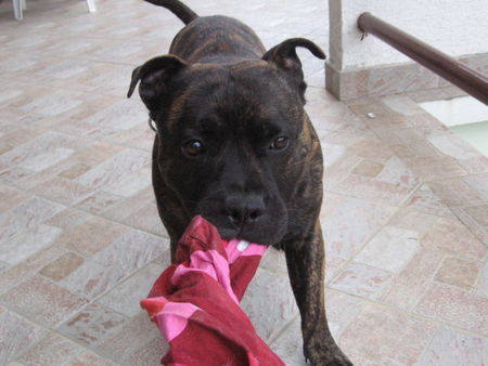 Staffordshire Bullterrier tyson