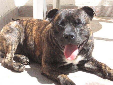 Staffordshire Bullterrier