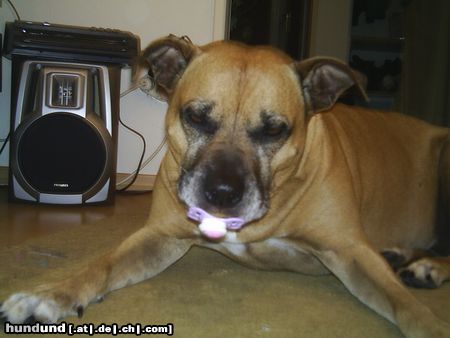 Staffordshire Bullterrier püppy