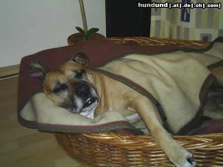 Staffordshire Bullterrier Gute Nacht