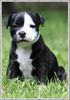 Staffordshire Bullterrier Hund