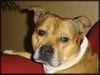 Staffordshire Bullterrier Hund