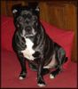 Staffordshire Bullterrier Hund