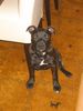 Staffordshire Bullterrier Hund