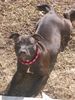 Staffordshire Bullterrier Hund