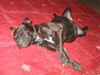 Staffordshire Bullterrier Hund