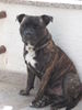 Staffordshire Bullterrier Hund